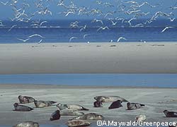 Seehunde im Wattenmeer. Moeven fliegen ueber dem Watt, (c)Armin Maywald/Greenpeace